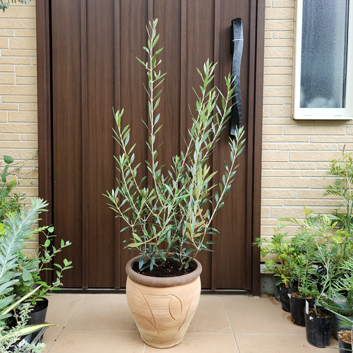 オリーブ エルグレコ イタリア製テラコッタ鉢植え 苗 苗木