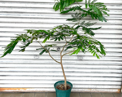 現品 ワイド樹形 エバーフレッシュ その他インテリア雑貨 PLANTS SHOP