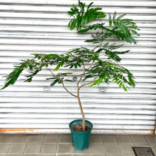 エバーフレッシュ 143cm８号 S-shaped tree form Amazon｜エバーフレッシュ 7号 観葉植物 S字 インテリア
