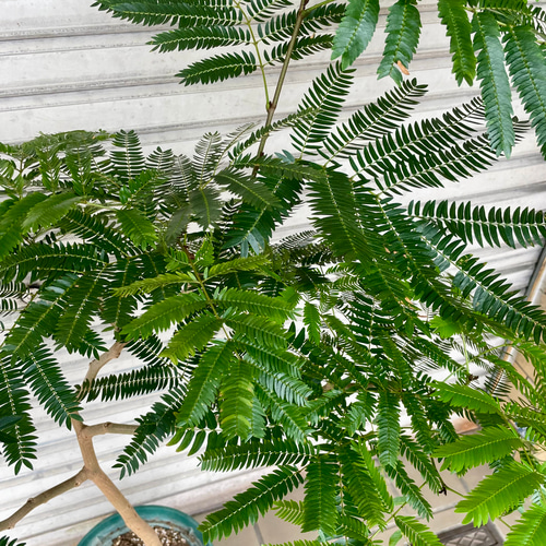 現品 ワイド樹形 エバーフレッシュ その他インテリア雑貨 PLANTS SHOP