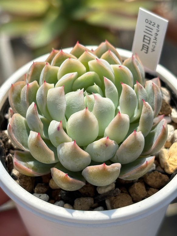 多肉植物 ちょいレア♪月錦♡抜き苗 人気レア品種！☆三日月 多肉植物 自家繁殖 国産 多肉植物 美