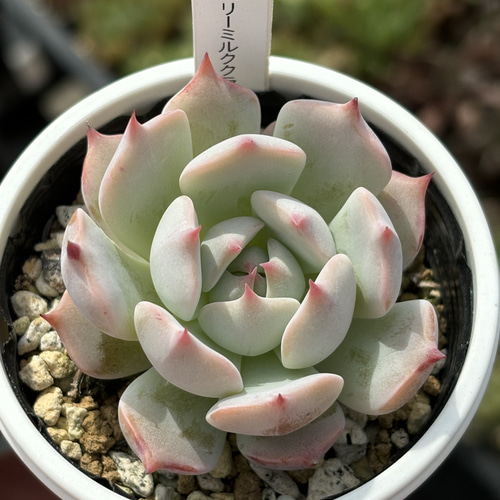 人気レア品種！☆ストロベリーミルククラウン 多肉植物 自家繁殖