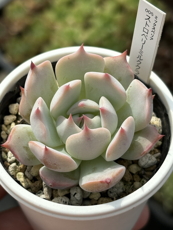 人気レア品種！☆ストロベリーミルククラウン 多肉植物 自家繁殖