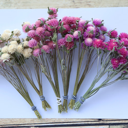 千日紅ピンクから白6色 120本☆ドライ茎付き ドライフラワー lemon