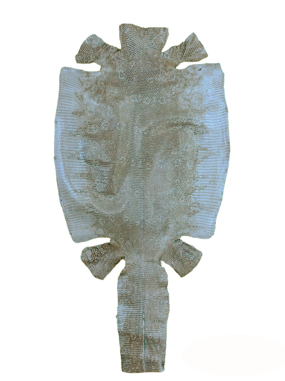 リングリザード　Ring Lizard　トカゲ革　エキゾチックレザー