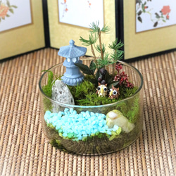 新緑♡ 　プンゲンストウヒ　ホプシー　ポット鉢植え　苗木　苗 　プンゲンストウヒ　ホプシー　ポット鉢植え　苗木　苗 新緑♡