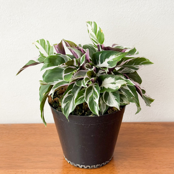 カラテア⚫︎ホワイトフュージョン⚫︎4号⚫︎希少⚫︎斑入り⚫︎観葉