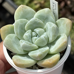 【アイビー】５品種　多肉植物 SALE❣️多肉植物 グリーノビア 古月紅 群生苗 抜き苗 1株 5cm鉢 多肉
