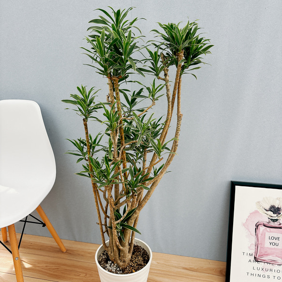 ［現品］【希少】4番　ドラセナ　ソングオブオキナワ　8号　観葉植物　大型　室内　レア　斑入り　プラコッタ鉢受け皿付き 人気・おすすめ｜使いやすい・旅行におすすめ 品質保証 全国発送 在庫限り