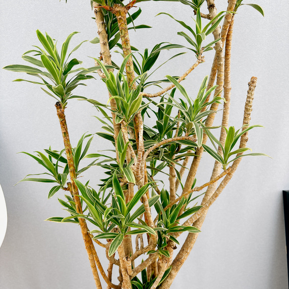 ［現品］【希少】4番　ドラセナ　ソングオブオキナワ　8号　観葉植物　大型　室内　レア　斑入り　プラコッタ鉢受け皿付き 人気・おすすめ｜使いやすい・旅行におすすめ 品質保証 全国発送 在庫限り
