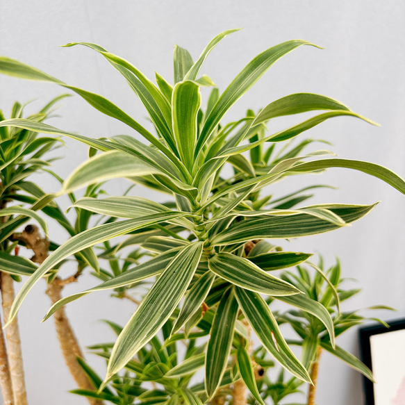 ［現品］【希少】4番　ドラセナ　ソングオブオキナワ　8号　観葉植物　大型　室内　レア　斑入り　プラコッタ鉢受け皿付き 人気・おすすめ｜使いやすい・旅行におすすめ 品質保証 全国発送 在庫限り