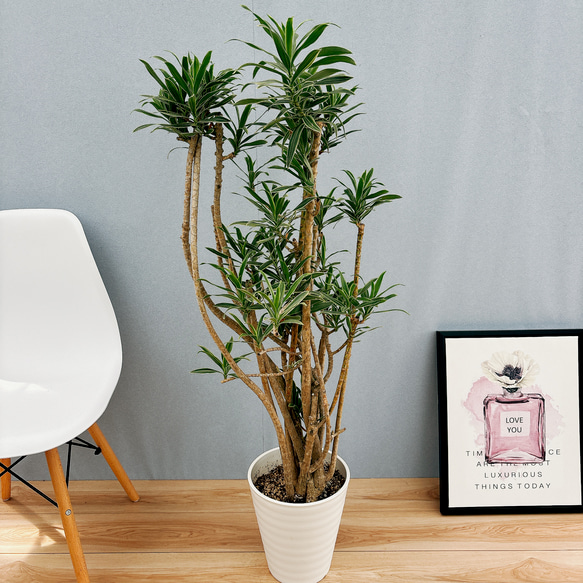 ［現品］【希少】4番　ドラセナ　ソングオブオキナワ　8号　観葉植物　大型　室内　レア　斑入り　プラコッタ鉢受け皿付き 人気・おすすめ｜使いやすい・旅行におすすめ 品質保証 全国発送 在庫限り