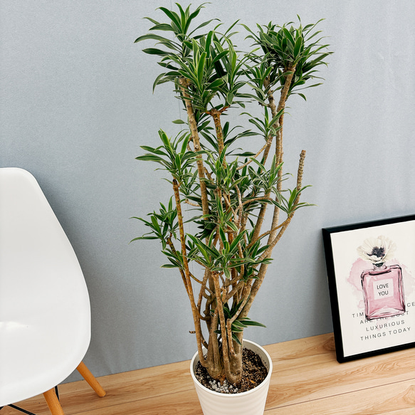［現品］【希少】4番　ドラセナ　ソングオブオキナワ　8号　観葉植物　大型　室内　レア　斑入り　プラコッタ鉢受け皿付き 人気・おすすめ｜使いやすい・旅行におすすめ 品質保証 全国発送 在庫限り