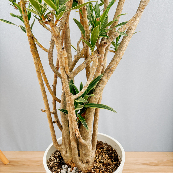 ［現品］【希少】4番　ドラセナ　ソングオブオキナワ　8号　観葉植物　大型　室内　レア　斑入り　プラコッタ鉢受け皿付き 人気・おすすめ｜使いやすい・旅行におすすめ 品質保証 全国発送 在庫限り