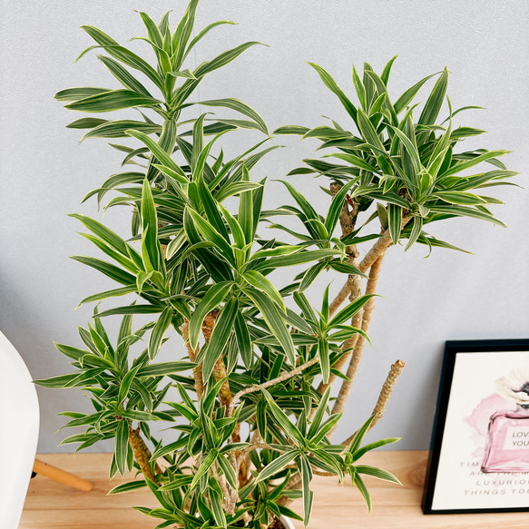 ［現品］【希少】4番　ドラセナ　ソングオブオキナワ　8号　観葉植物　大型　室内　レア　斑入り　プラコッタ鉢受け皿付き 人気・おすすめ｜使いやすい・旅行におすすめ 品質保証 全国発送 在庫限り