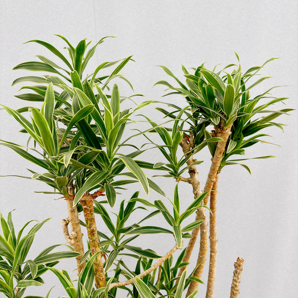 ［現品］【希少】4番　ドラセナ　ソングオブオキナワ　8号　観葉植物　大型　室内　レア　斑入り　プラコッタ鉢受け皿付き 人気・おすすめ｜使いやすい・旅行におすすめ 品質保証 全国発送 在庫限り