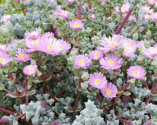 琴爪菊（きんそうぎく）発根2本 多肉植物 金木犀ドライフラワー