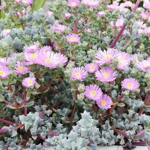 きんそうぎく（琴爪菊）カット 2本 多肉植物 金木犀ドライ