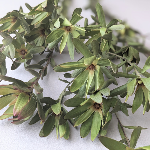 ❇️リューカデンドロン ブラッシュ❣️希少 ドライフラワー ドライ