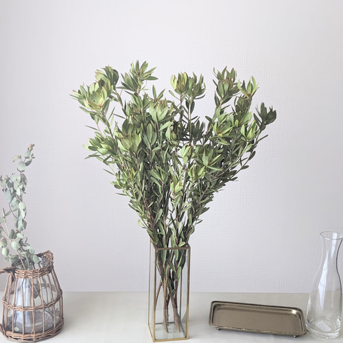 ❇️リューカデンドロン ブラッシュ❣️希少 ドライフラワー ドライフラワー❇️リューカデンドロン❣️ブラッシュ 稀少 - メルカリ