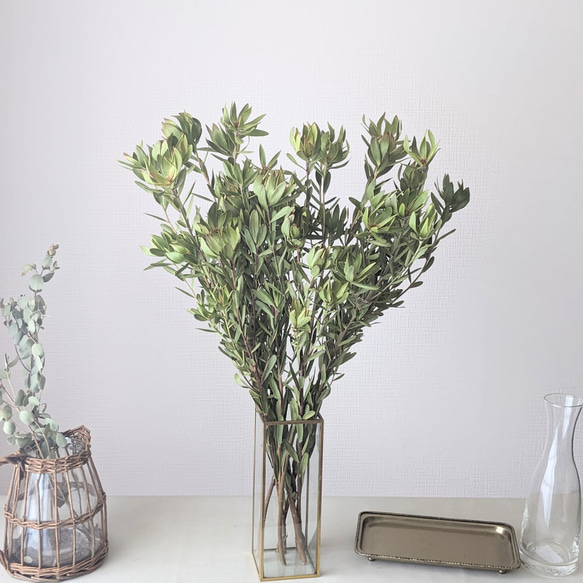 リューカデンドロライムブッシュドライフラワー ドライフラワー