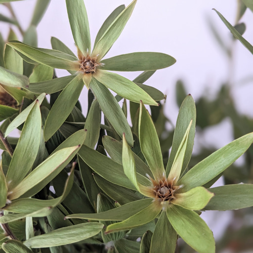 リューカデンドロライムブッシュドライフラワー ドライフラワー