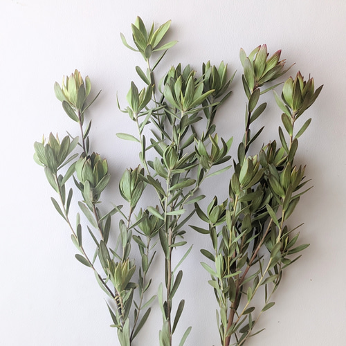 リューカデンドロライムブッシュドライフラワー ドライフラワー