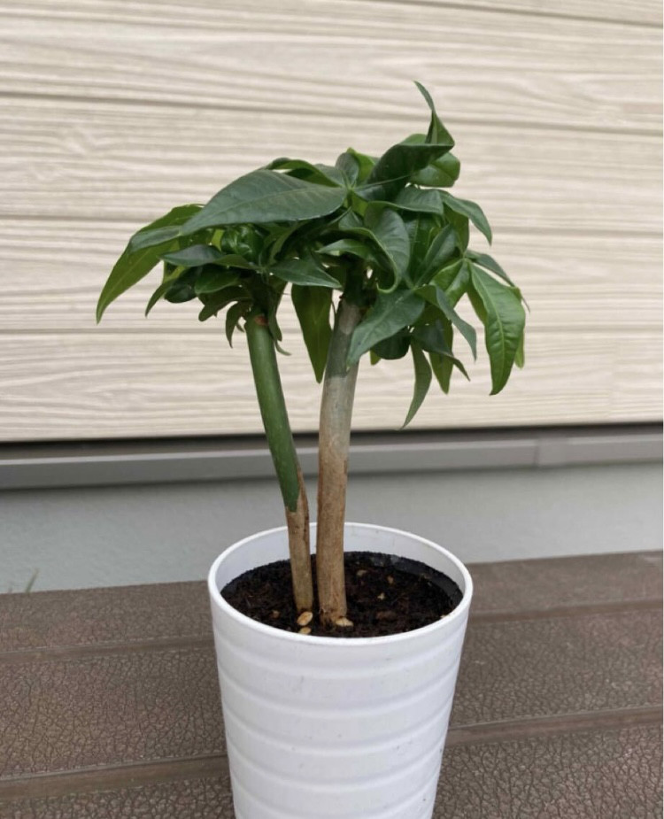 実生パキラ 2株まとめてセット 観葉植物☆ アートフラワー njt1