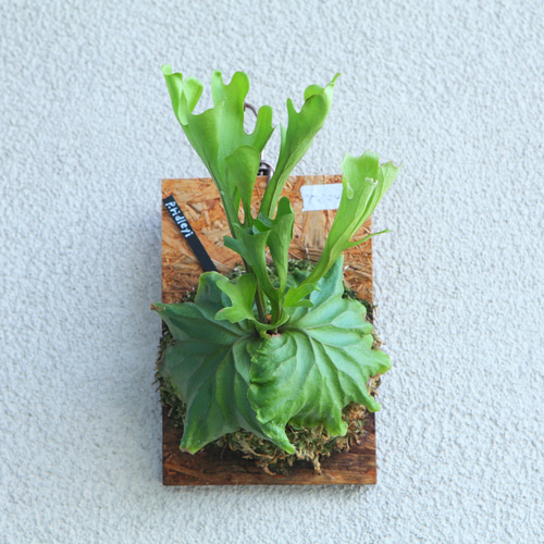 P.ridleyi ビカクシダリドレイ 1