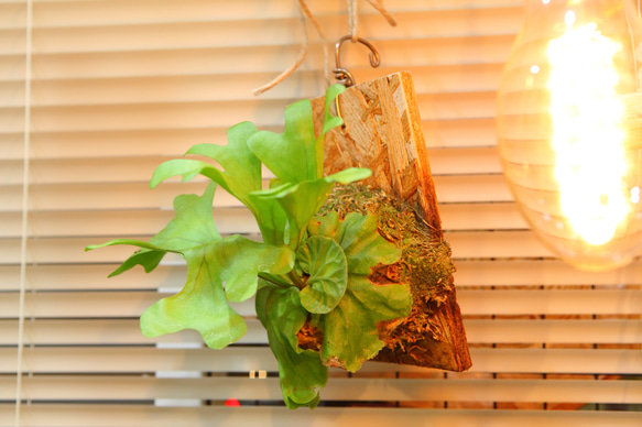 現品【P.ridleyi 】ビカクシダ リドレイ No.325 多肉植物 秘密の