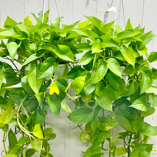 超超ロング！ライムポトス鉢