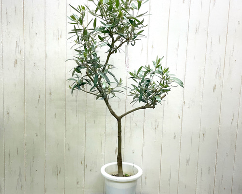 現品】古木オリーブ 超大株 オヒブランカ