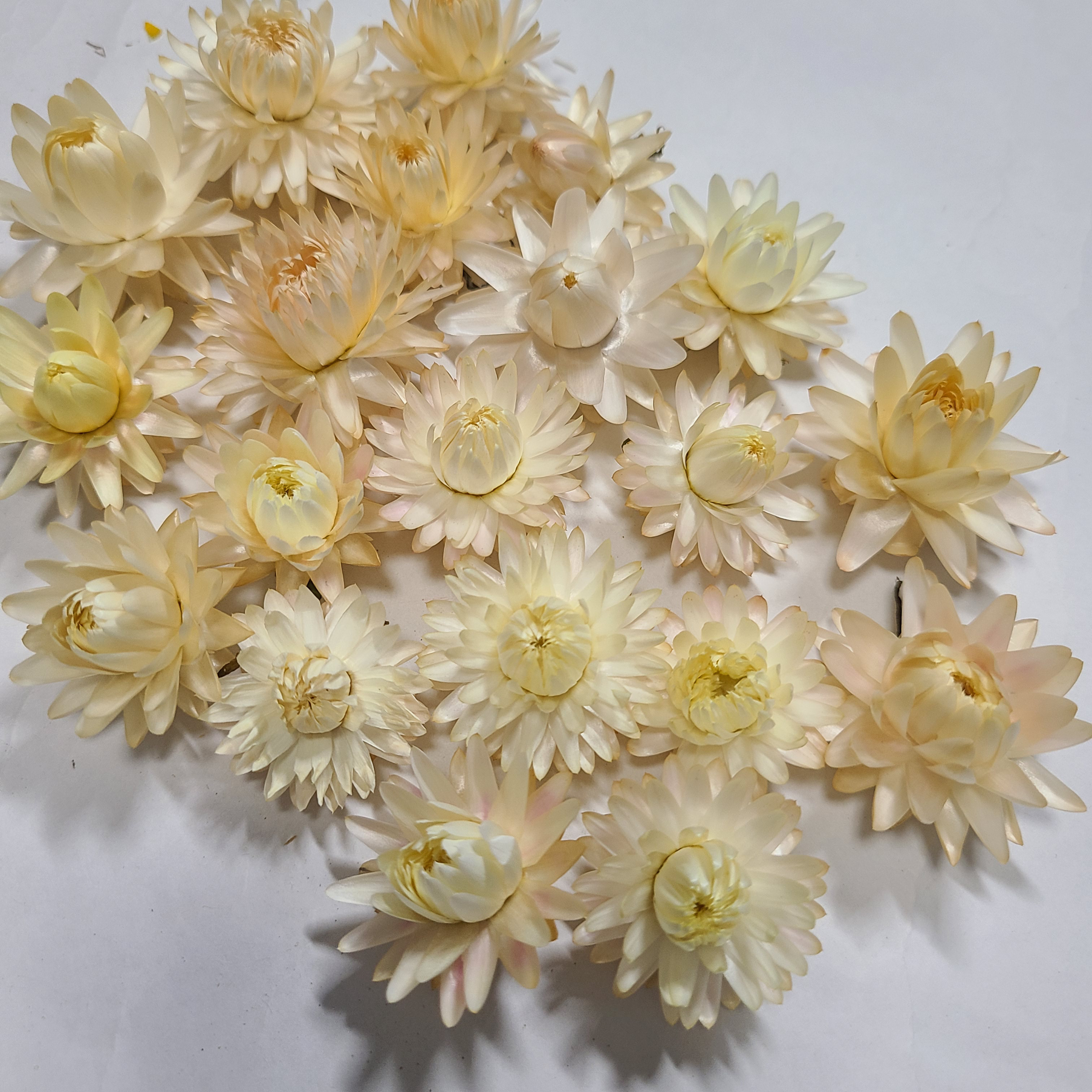 よの61 ヘリクリサム 貝細工 ドライフラワー 貝細工 ドライフラワー よの61 ヘリクリサム