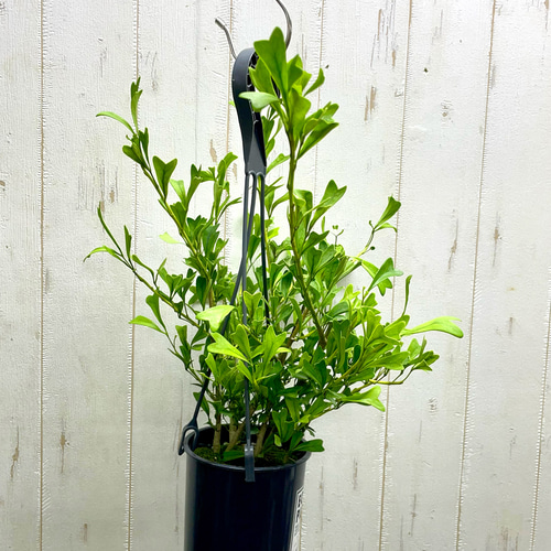 希少 シェフレラ トライアンギュラス 大苗 希少 シェフレラ トライアンギュラス 大苗