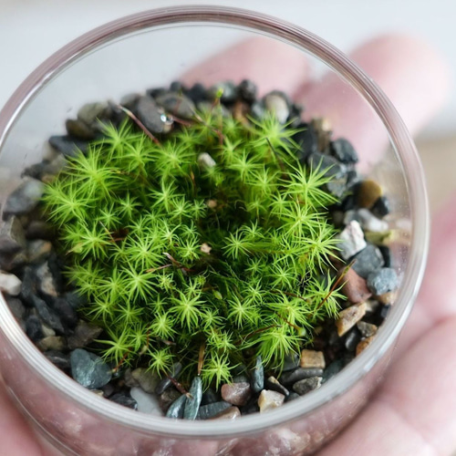 送料無料】14kgf 天然石 アンデシン トリプル チェーンピアス  