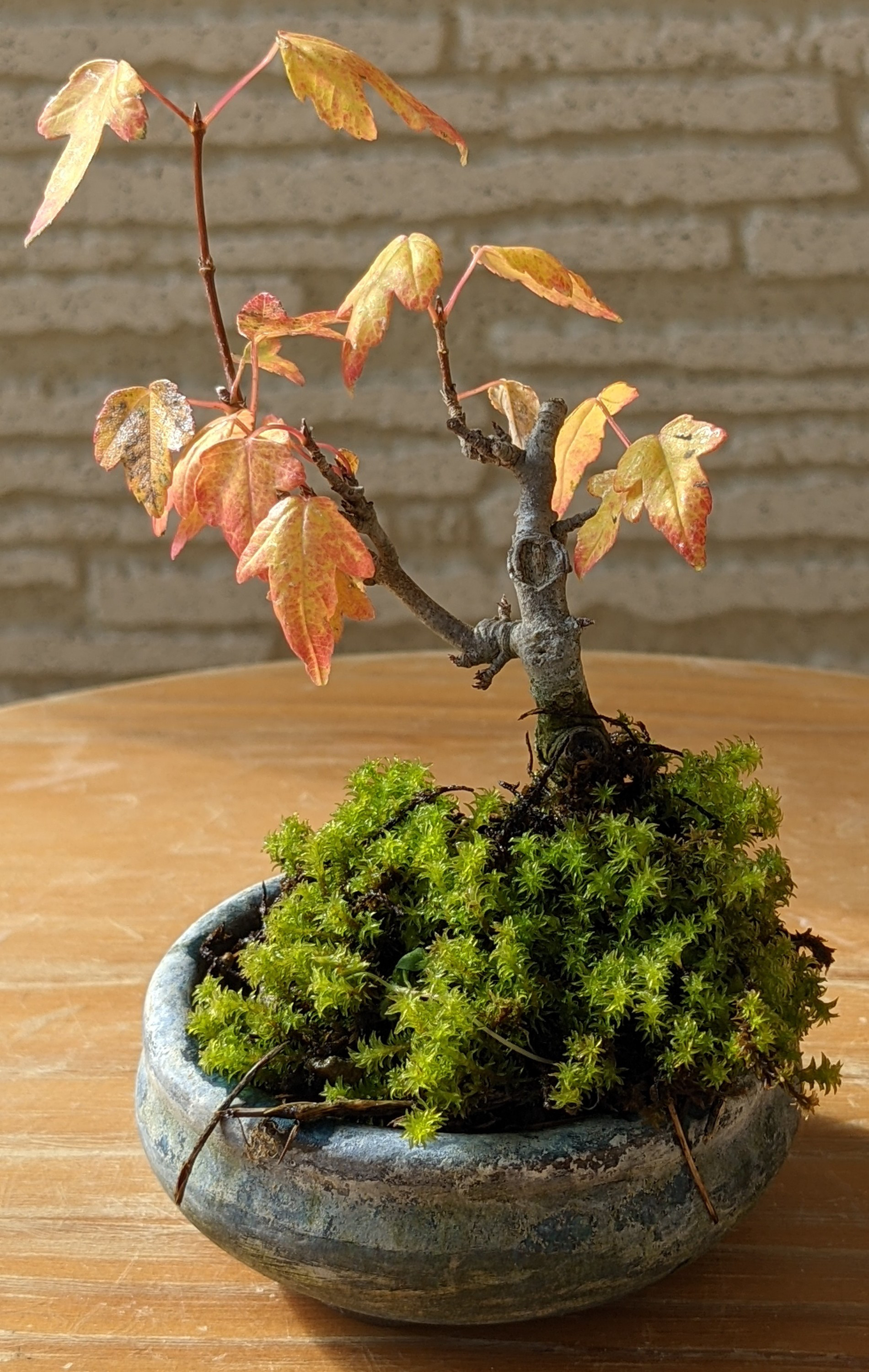 観葉植物 インテリア 送料無料 ガーデニング 盆栽 紅葉 166 『トウカエデ』