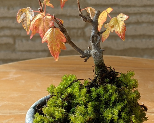 b81647b58f963ba584c7a578aa7164