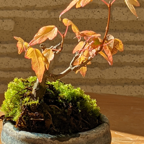 トウカエデ 紅葉が綺麗 新緑が綺麗 カフェに 玄関に お部屋に ホテルの