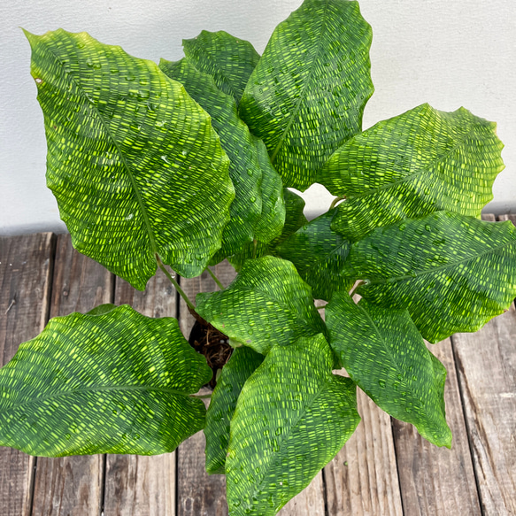 ムサイカ＊カラテア＊格子模様＊人気の観葉植物＊ アートフラワー