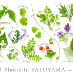 ［着る里山］野草Tシャツ〜初夏ver.〜（ホワイト） 14枚目の画像