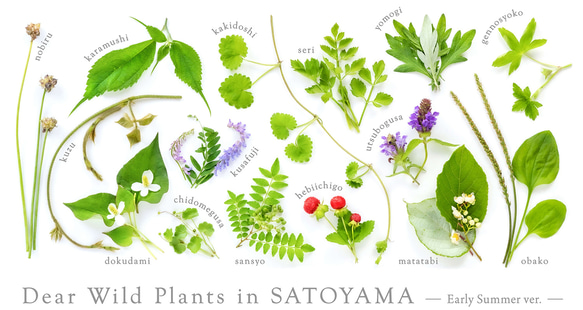 ［着る里山］野草Tシャツ〜初夏ver.〜（ホワイト） 14枚目の画像