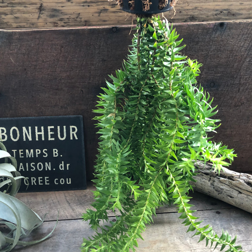 フペルジア グリーンゴエベリーHuperzia green goebelii 観葉植物 珍奇