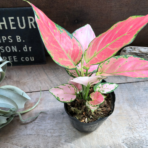 オースピシャスレッド♡アグラオネマ♡観葉植物♡タイの宝石 アート