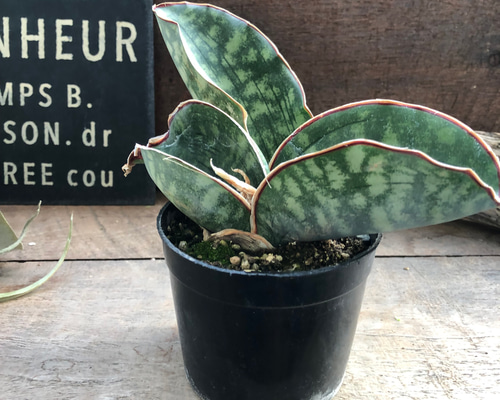 a2ff9124ccf7477e4428724e372712