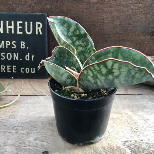 斑入り　サンセベリア　ドラゴンウィング　サンスベリア サンセベリア：ドラゴンウイング 5号鉢入り の通販 | 園芸ネット