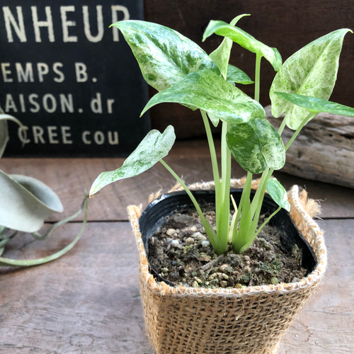 アロカシア 『オドラ・バリエガータ・バティック』散り斑 Alocasia