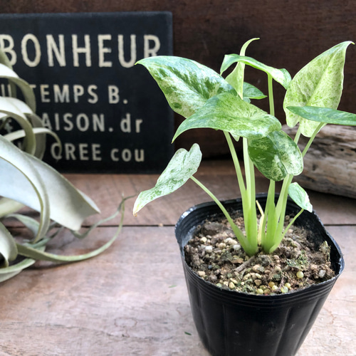 アロカシア 『オドラ・バリエガータ・バティック』散り斑 Alocasia