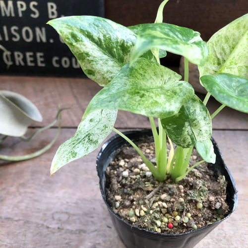 アロカシア・オドラ バリエガータ バティック | ロクイチ植物店