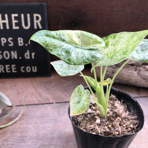 アロカシア 『オドラ・バリエガータ・バティック』散り斑 Alocasia