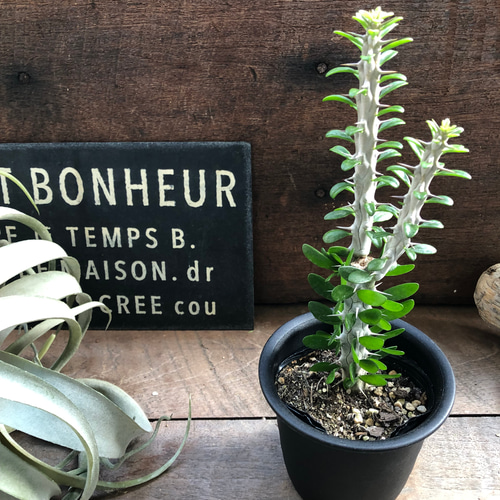 アローディア 亜竜木♡多肉植物♡ユーフォルビア♡ アートフラワー